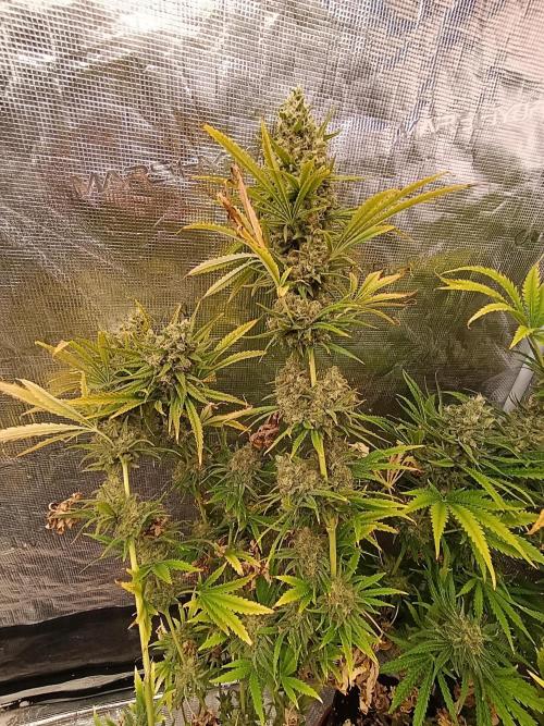 A5 Chaze x Marshydro. Week 13