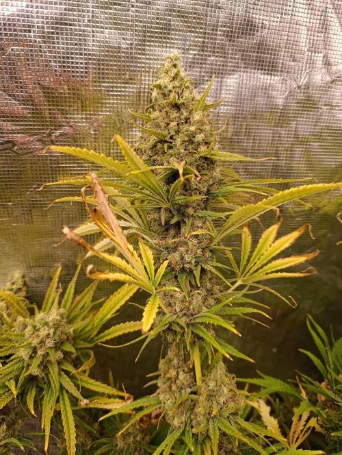 A5 Chaze x Marshydro. Week 13