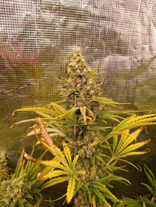 A5 Chaze x Marshydro. Week 13