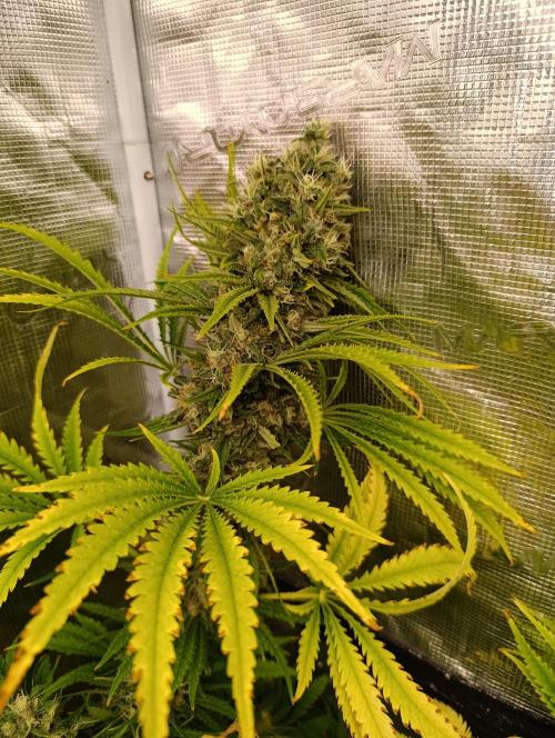 A5 Chaze x Marshydro. Week 13