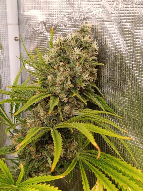 A5 Chaze x Marshydro. Week 13