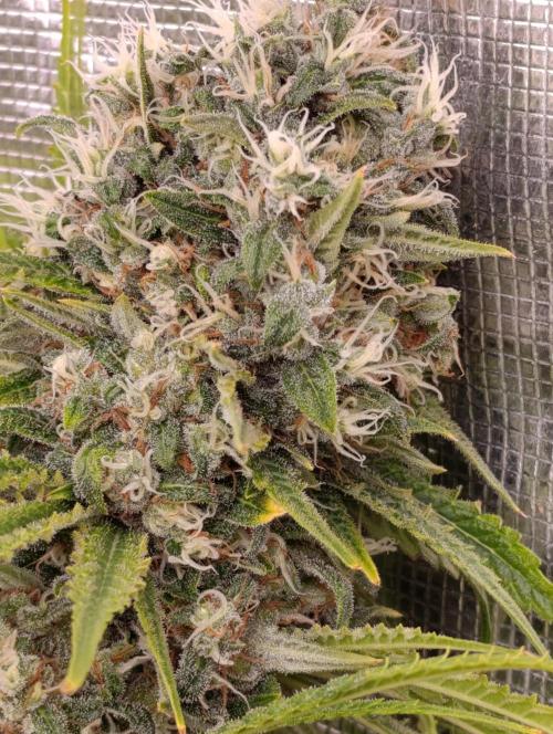 A5 Chaze x Marshydro. Week 13