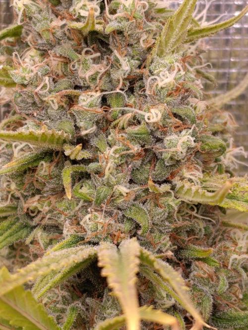 A5 Chaze x Marshydro. Week 13