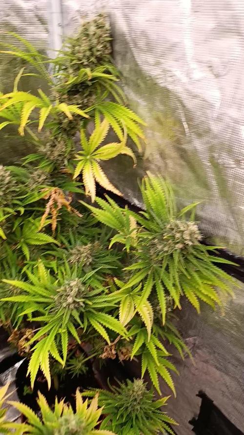 A5 Chaze x Marshydro