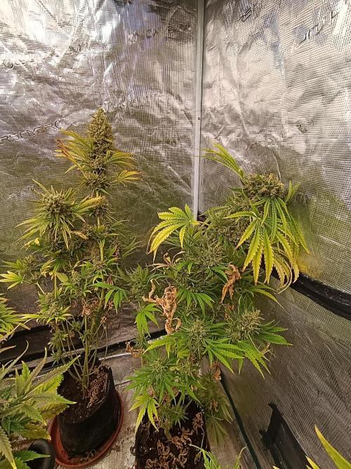 A5 Chaze x Marshydro. Week 14