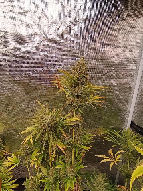 A5 Chaze x Marshydro. Week 14