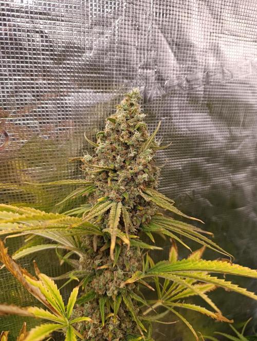 A5 Chaze x Marshydro. Week 14