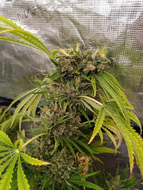 A5 Chaze x Marshydro. Week 14