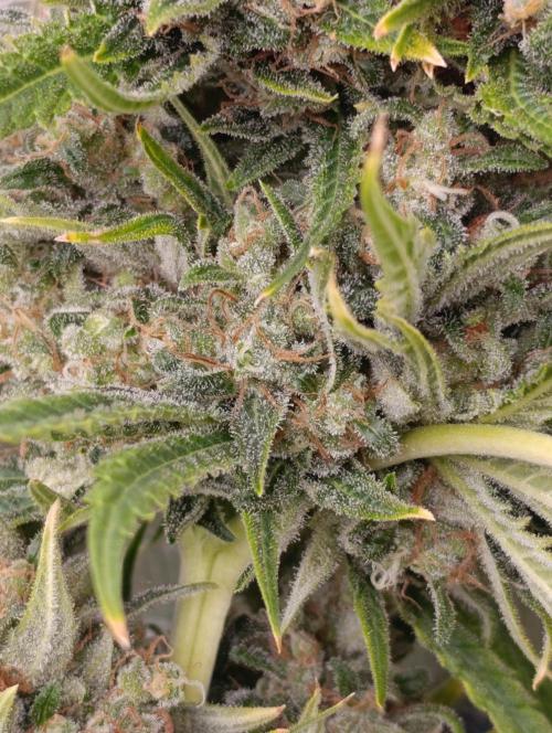 A5 Chaze x Marshydro. Week 14