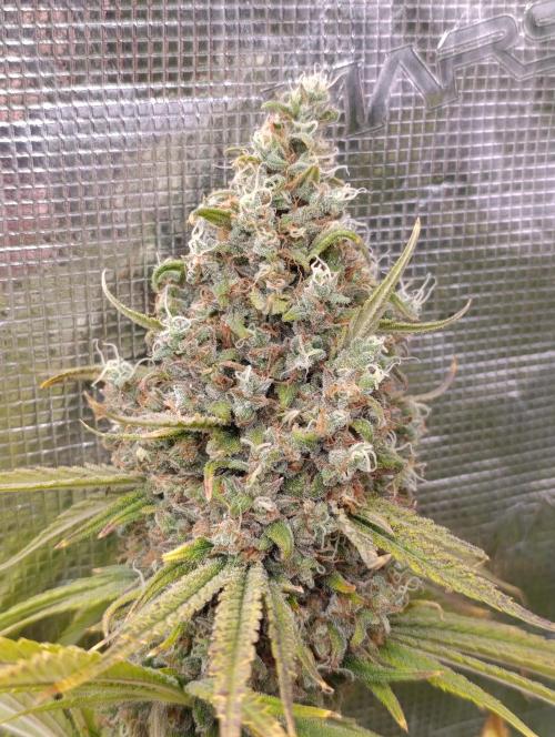 A5 Chaze x Marshydro. Week 14