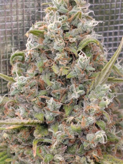 A5 Chaze x Marshydro. Week 14