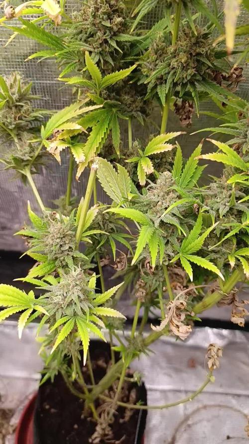 A5 Chaze x Marshydro