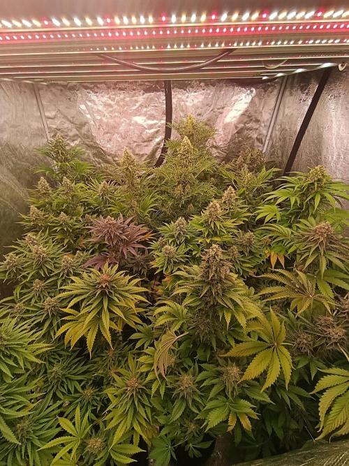 Sticky Queen Flower. Week 11