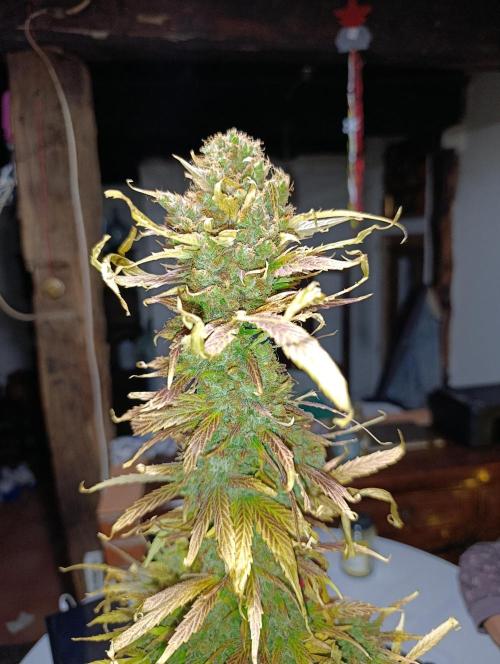 Mental Rainbow Xpertnutrients. Week 14