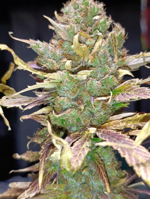 Mental Rainbow Xpertnutrients. Week 14