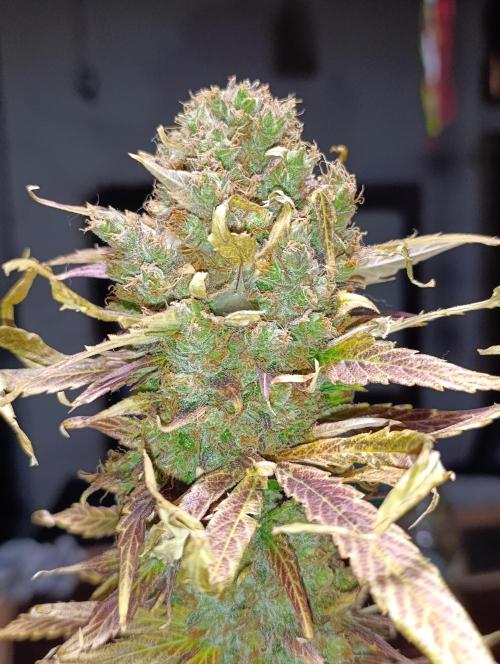 Mental Rainbow Xpertnutrients. Week 14