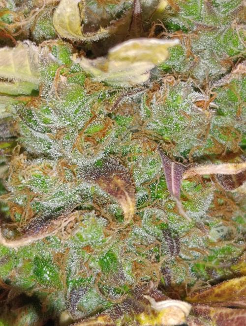 Mental Rainbow Xpertnutrients. Week 14