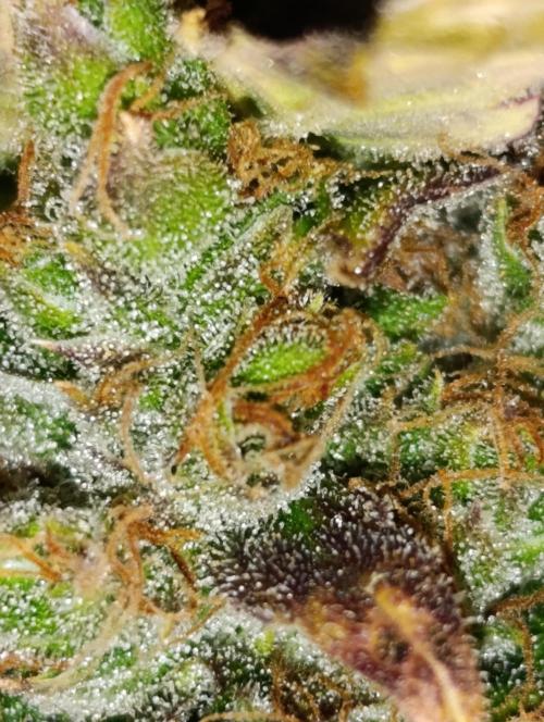 Mental Rainbow Xpertnutrients. Week 14