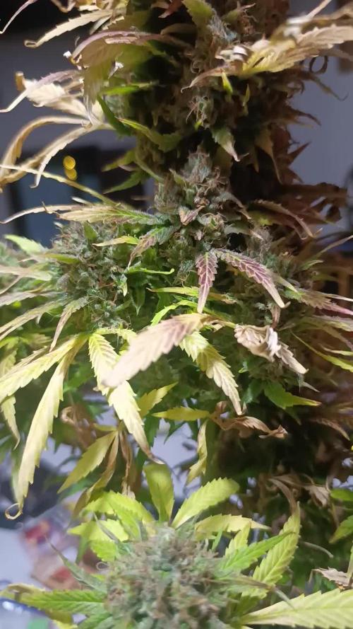 Mental Rainbow Xpertnutrients