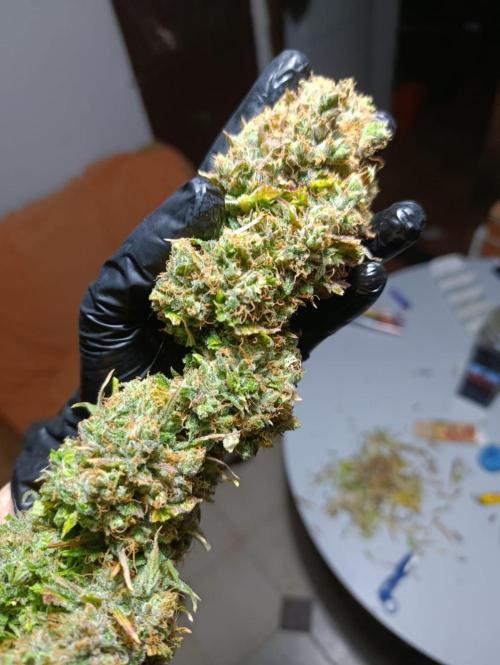 Mental Rainbow Xpertnutrients. Week 14