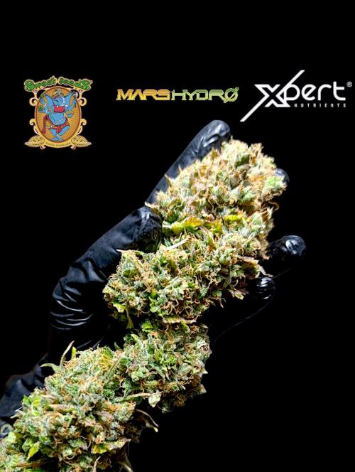 Mental Rainbow Xpertnutrients. Week 14