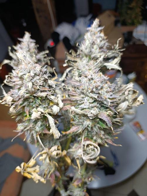 Ice Cream Haze Xpertnutrients. Week 15