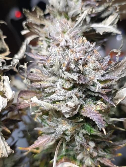 Ice Cream Haze Xpertnutrients. Week 15