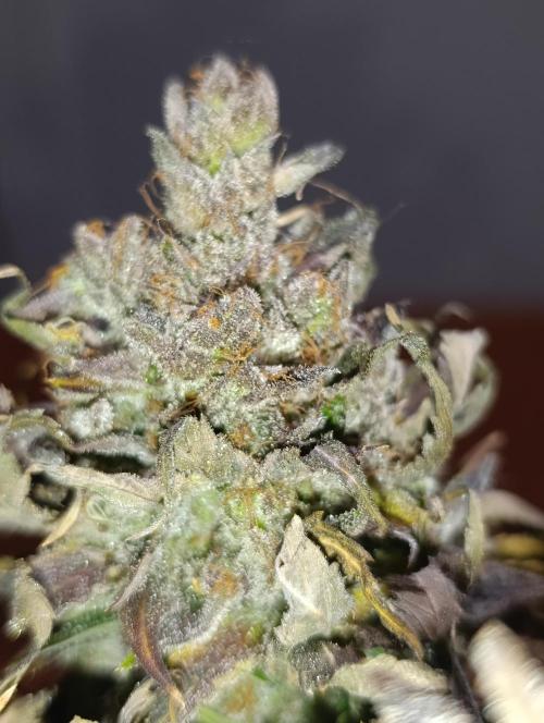 Ice Cream Haze Xpertnutrients. Week 15