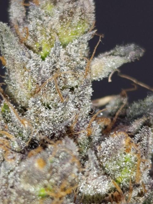 Ice Cream Haze Xpertnutrients. Week 15