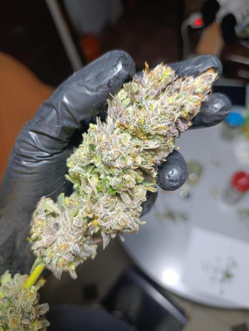 Ice Cream Haze Xpertnutrients. Week 15