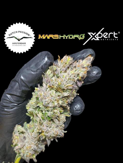 Ice Cream Haze Xpertnutrients. Week 15