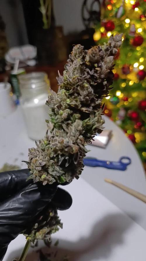 Ice Cream Haze Xpertnutrients