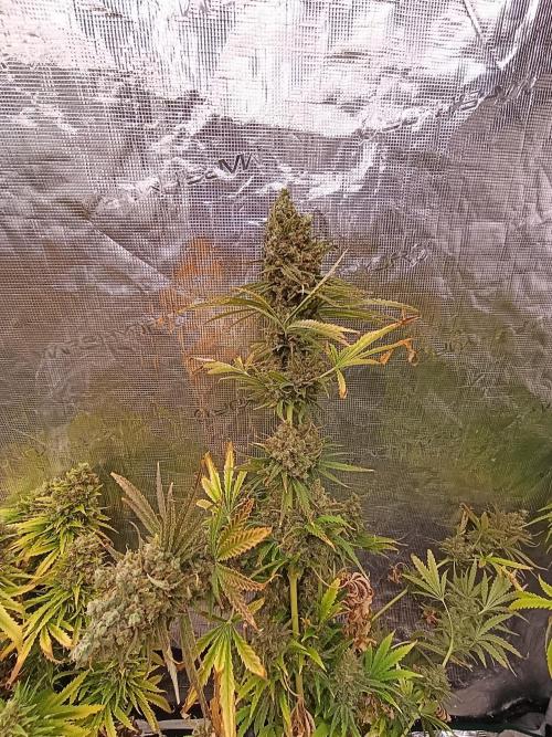 A5 Chaze x Marshydro. Week 15