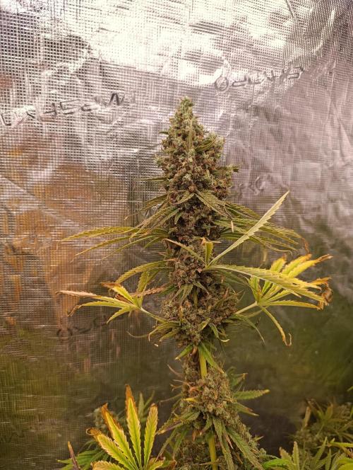 A5 Chaze x Marshydro. Week 15