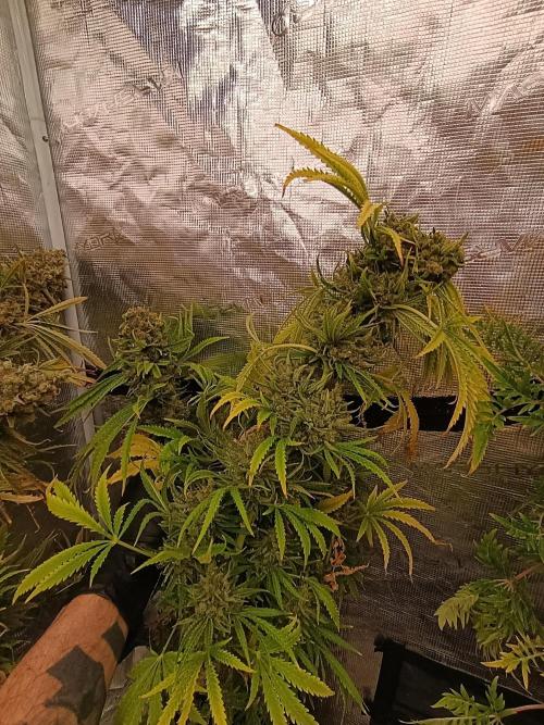 A5 Chaze x Marshydro. Week 15