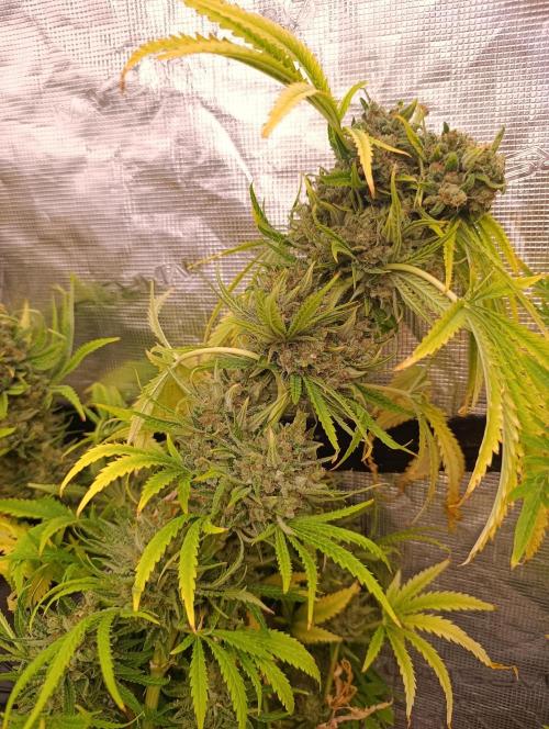 A5 Chaze x Marshydro. Week 15