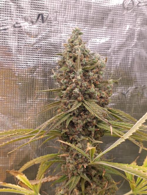 A5 Chaze x Marshydro. Week 15