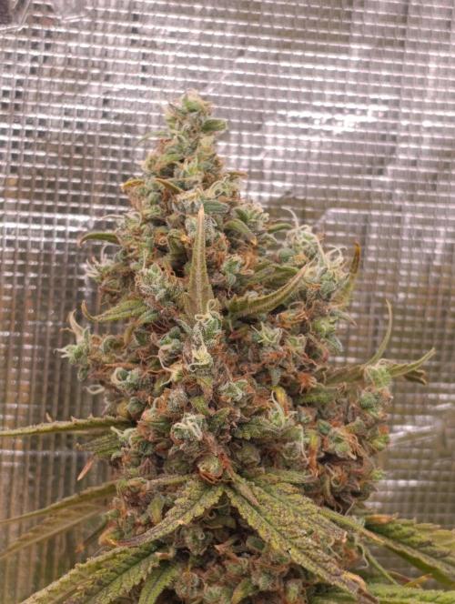 A5 Chaze x Marshydro. Week 15