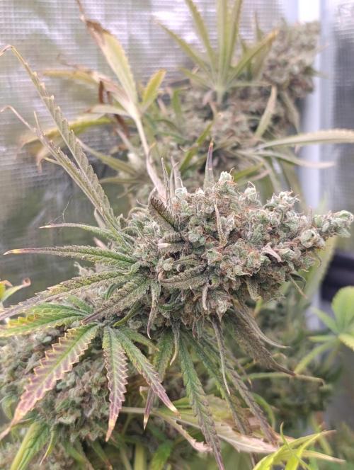 A5 Chaze x Marshydro. Week 15