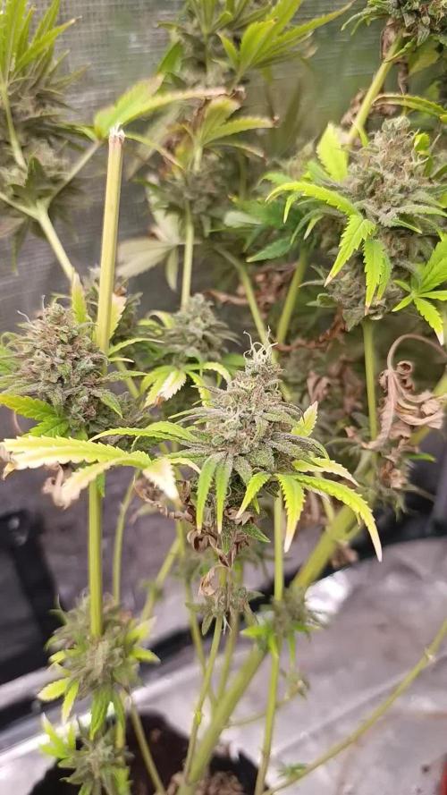 A5 Chaze x Marshydro