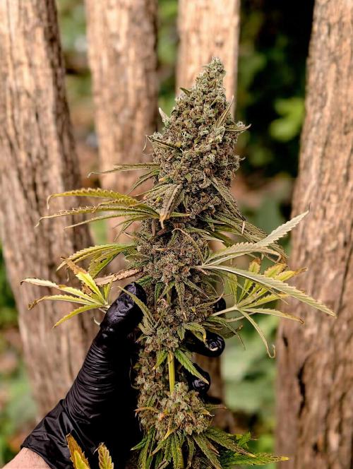 A5 Chaze x Marshydro. Week 15