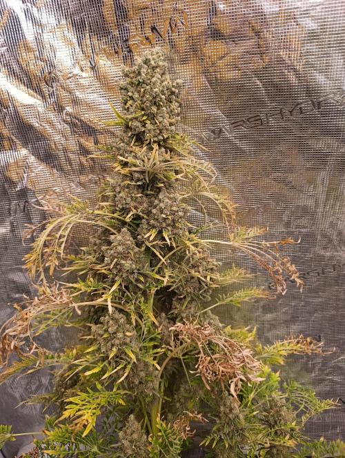 Mentha de Croco Fem Xpertnutrients. Week 15