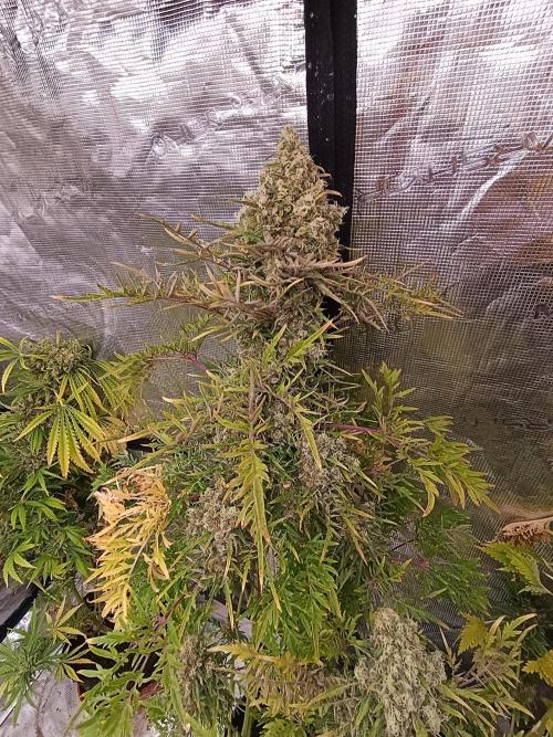 Mentha de Croco Fem Xpertnutrients. Week 15