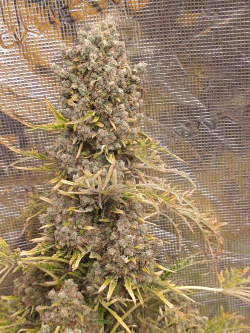 Mentha de Croco Fem Xpertnutrients. Week 15