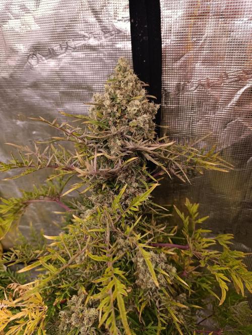 Mentha de Croco Fem Xpertnutrients. Week 15