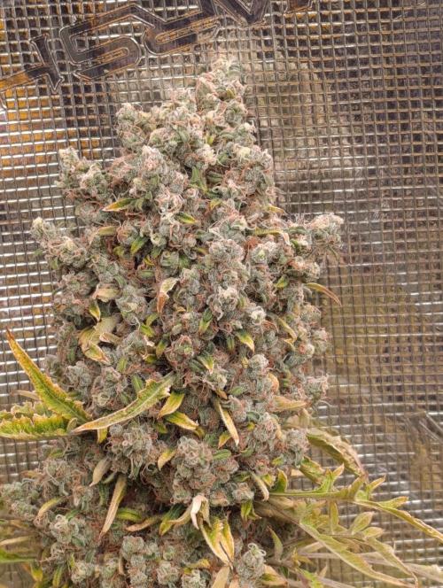 Mentha de Croco Fem Xpertnutrients. Week 15