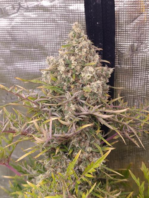 Mentha de Croco Fem Xpertnutrients. Week 15