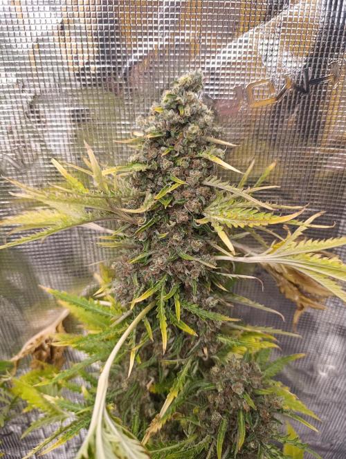 Mentha de Croco Fem Xpertnutrients. Week 15