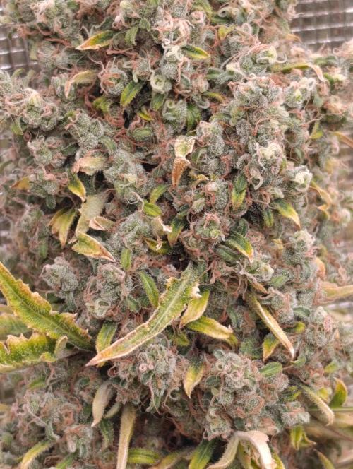 Mentha de Croco Fem Xpertnutrients. Week 15