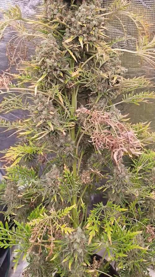 Mentha de Croco Fem Xpertnutrients